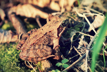 frog sitting