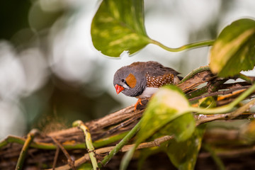 zebra finch