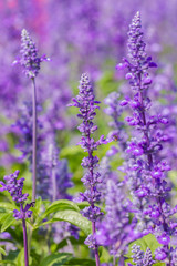 Salvia sclarea  Flowers herb blooming.