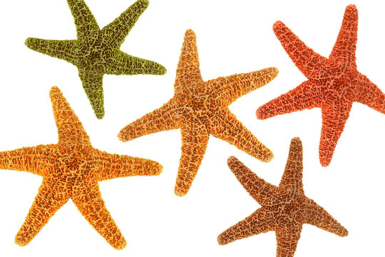 Five starfish