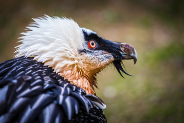 bearded vulture