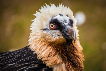 bearded vulture