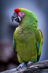 Perroquet ara militaire © PicsArt