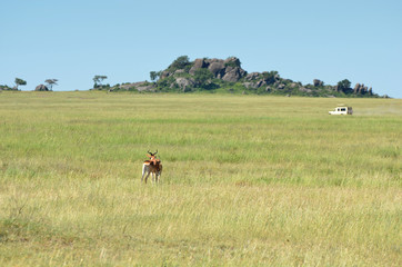 paysage de la savane