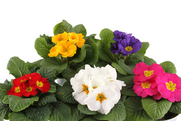 Many Primrose potted plants