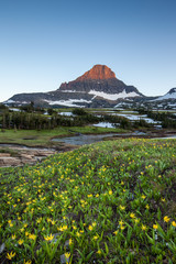Fototapeta premium Glacier National park - Reynolds Mountain over wildflower field