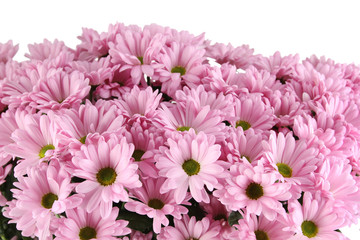 Obraz premium Chrysanthemums
