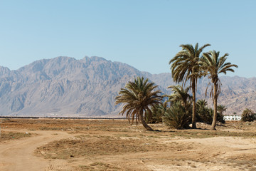 palm in desert
