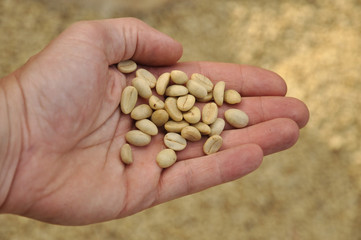 Grain de café guadeloupéen avant torréfaction