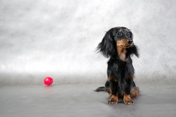 longhaired dachshund & red ball toy