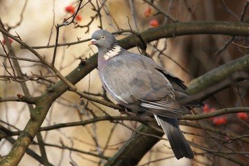 Wigeon / Anas penelope