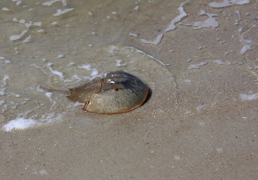 Horseshoe Crab Coming Ashore