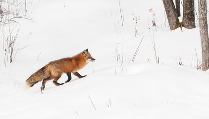 Red Fox (Vulpes vulpes) Runs Right