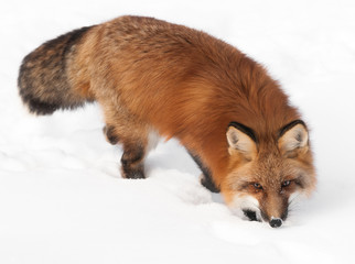 Obraz premium Red Fox (Vulpes vulpes) Prowl - Looking at Viewer