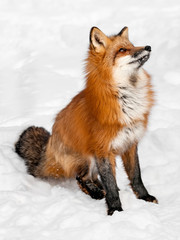 Obraz premium Red Fox (Vulpes vulpes) Sits in the Snow Looking Up
