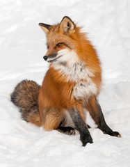 Obraz premium Red Fox (Vulpes vulpes) Sits in the Snow