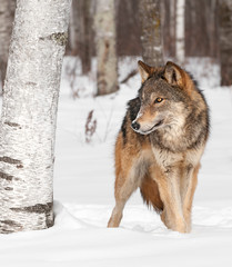 Obraz premium Grey Wolf (Canis lupus) Walks Around Birch Tree