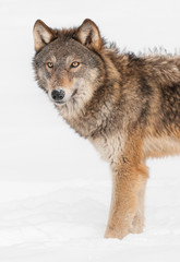 Grey Wolf (Canis lupus) Stands in Snow