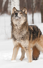 Grey Wolf (Canis lupus) Looks Way Up