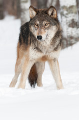 Grey Wolf (Canis lupus) Copy Space Bottom