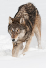 Obraz premium Grey Wolf (Canis lupus) Digs in the Snow