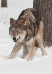 Grey Wolf (Canis lupus) Crouches by Tree