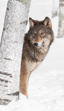 Grey Wolf (Canis lupus) Peeks from Behind Birch Tree