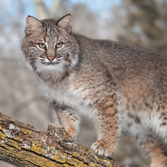 Bobcat (Lynx rufus) Stands on Branch Looking Right