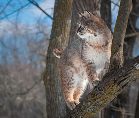 Bobcat (Lynx rufus) Stands in Tree