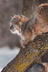 Bobcat (Lynx rufus) on Branch - Profile