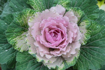 Ornamental pink cabbage