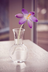 Obraz na płótnie Canvas Violet crosus (krokusse) in Vase