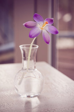Violet crosus (krokusse) in Vase