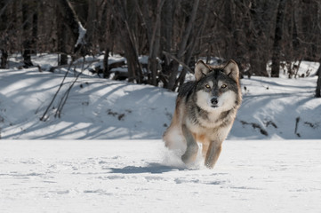 Grey Wolf (Canis lupus) Trot