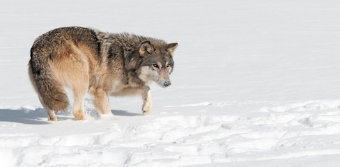 Grey Wolf (Canis lupus) Stalks Through Snow