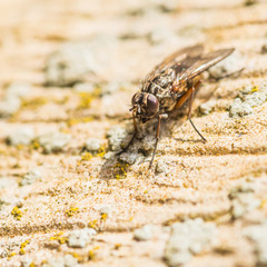 First Fly