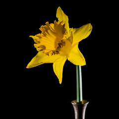 7/100 - Daffodil