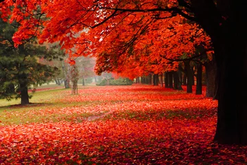 Fotobehang Bomen rode herfst in het park