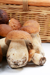 The boletus edulis isolated on white