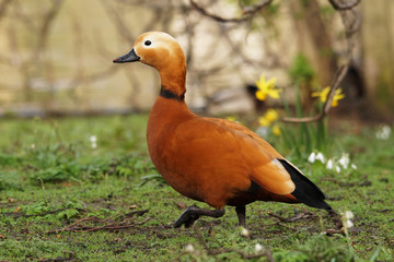 Ruddy Shelduck / Tadorna ferruginea