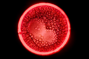 ed cells dividing form a heart shaped cell