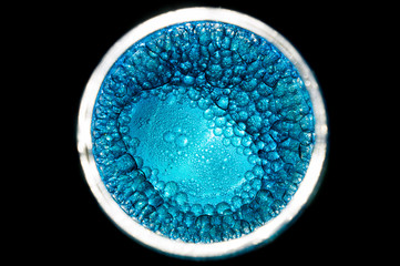 blue cells dividing form a bigger one