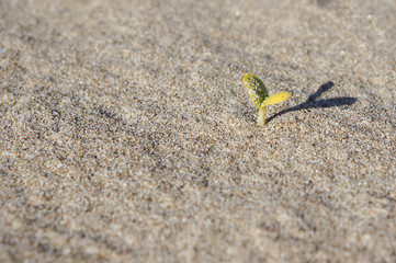 seedling growing out the seaside sand