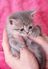 Beautiful Scottish kitten in hands