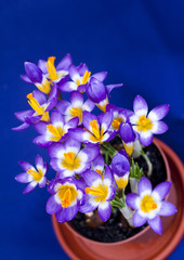 Early spring purple Crocus in the pot
