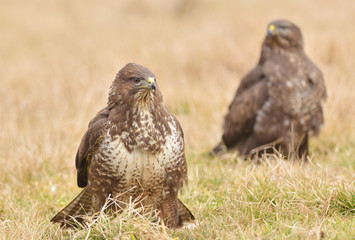 common buzzard