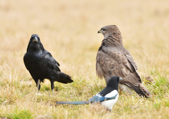 common buzzard