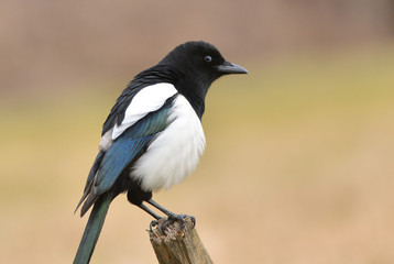 Obraz premium magpie