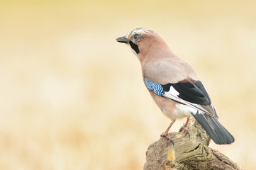 jay bird