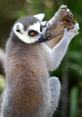 Lemur Primate
